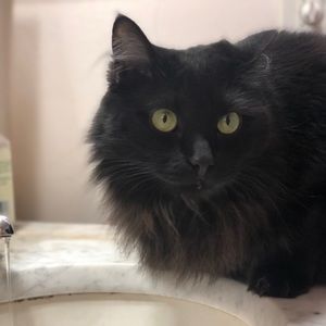 Meet your Posher, Cristin j